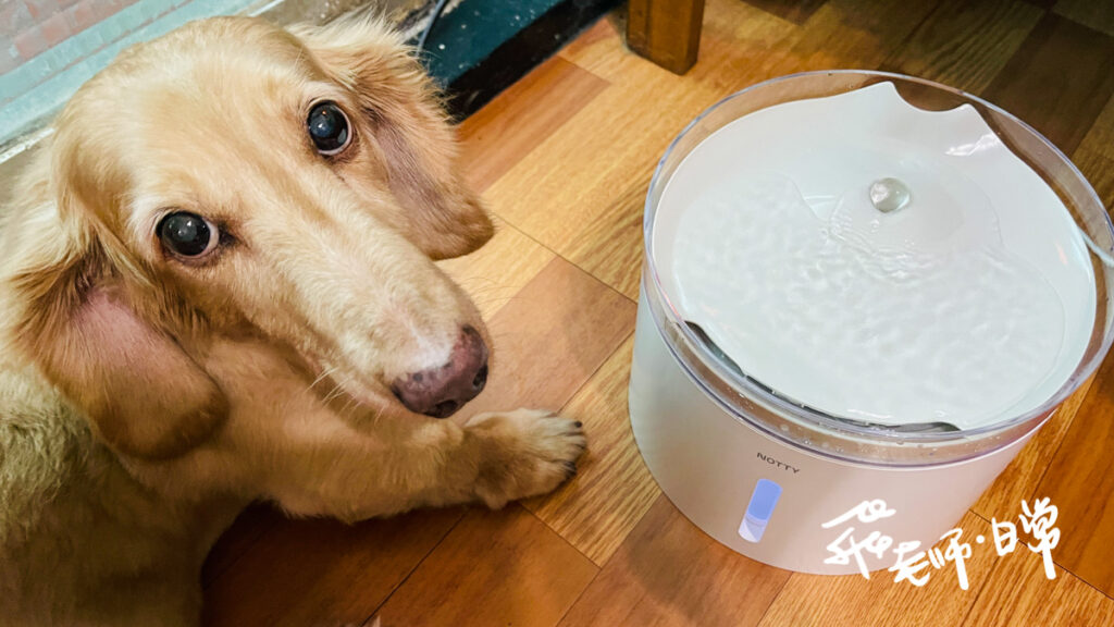 NOTTY AI生活寵物飲水機